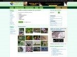 Visoflora - La nature et le jardinage par des passionnés : identification, fiches, forums, ...